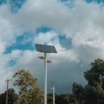 green-leafed trees during daytime