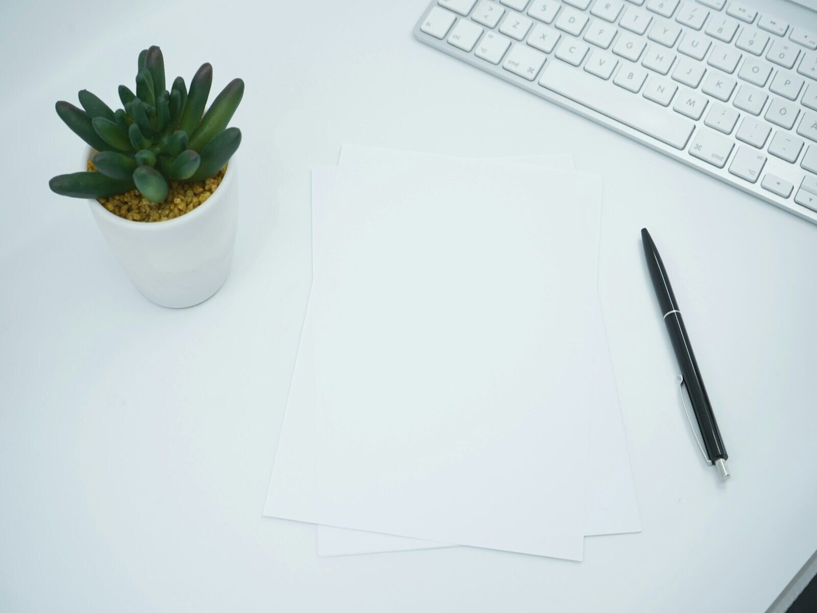 renovación de contratos B2B, green cactus plant on white table